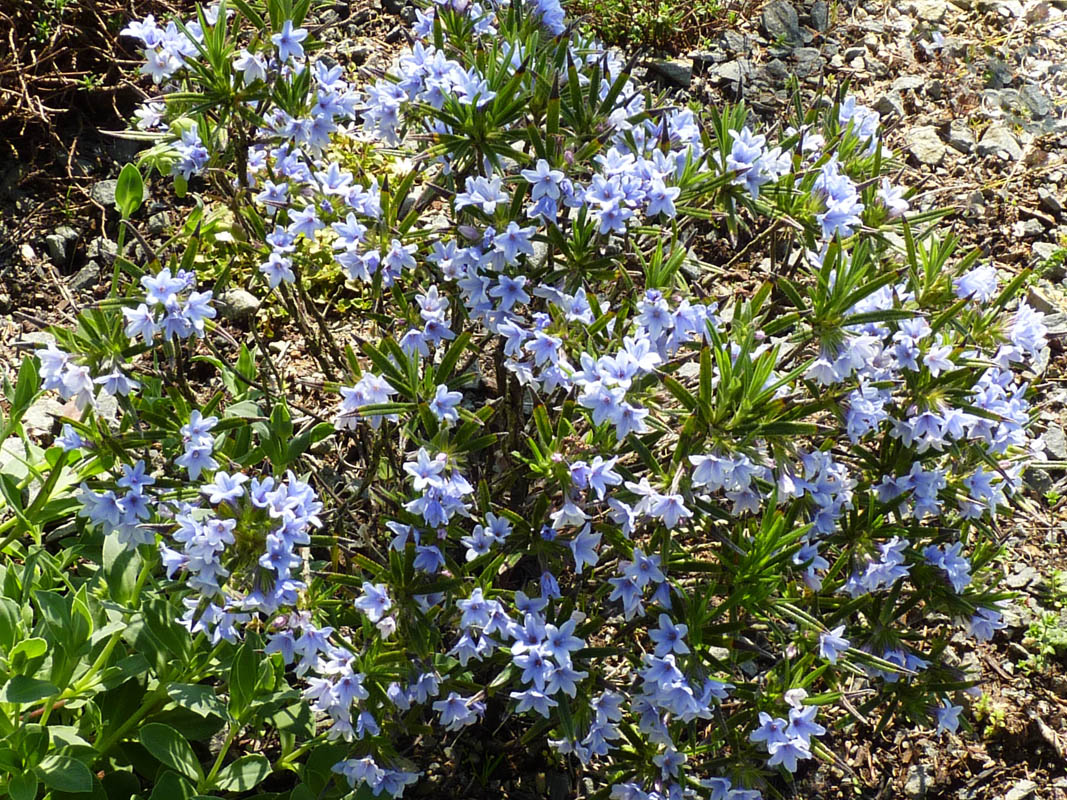 Lithodora zahnii photo